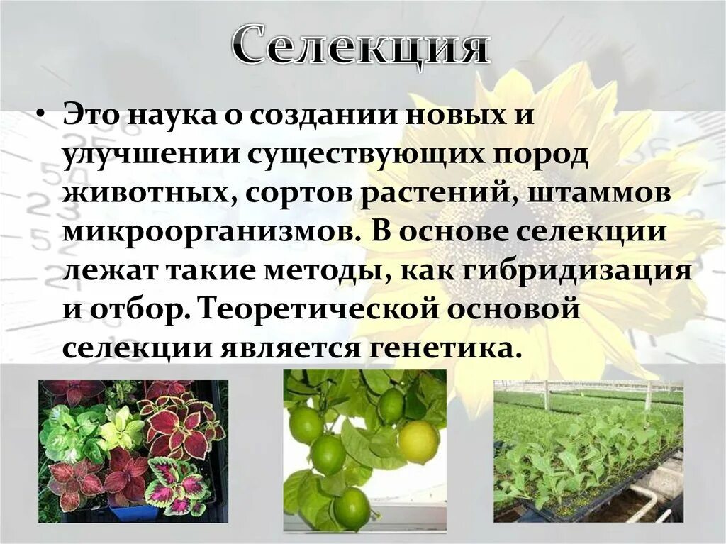 Получение новых сортов