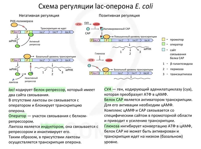 Схема регуляции лактозного оперона. Структурные гены лактозного оперона. Схема оперонной регуляции активности Гена. Схема лактозного оперона у прокариот.