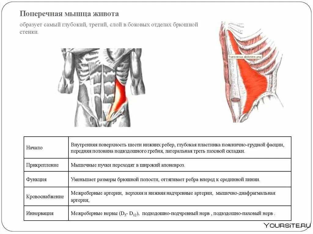 Начало прикрепление функции мышц. Поперечная мышца живота вид сбоку. Поперечная мышца живота вид сзади. Поперечная мышца живота анатомия функции. Поперечная косая мышца живота функции.