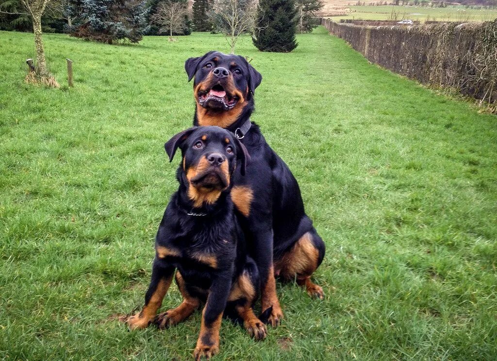 Ротвейлер и доберман. Питбуль ротвейлер доберман. Ротвейлер пинчер. Ротвейлер и доберман и кане корсо. Ротвейлер щенок.