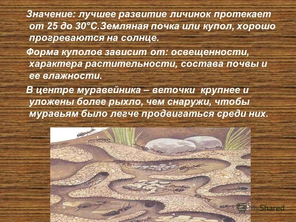 В чем заключается биологическое значение личиночной стадии. Какая почва прогреется лучше. какие почвы быстрее прогреваются весной почвы:. смысл личиночной стадии развитии. значение личиночной стадии.
