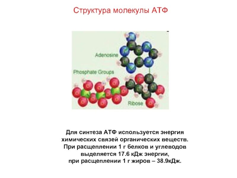 Энергия при расщеплении 1г белков. Структура синтеза АТФ. Молекулярная структура вещества АТФ. Распад молекулы АТФ. Реакция распада веществ энергия