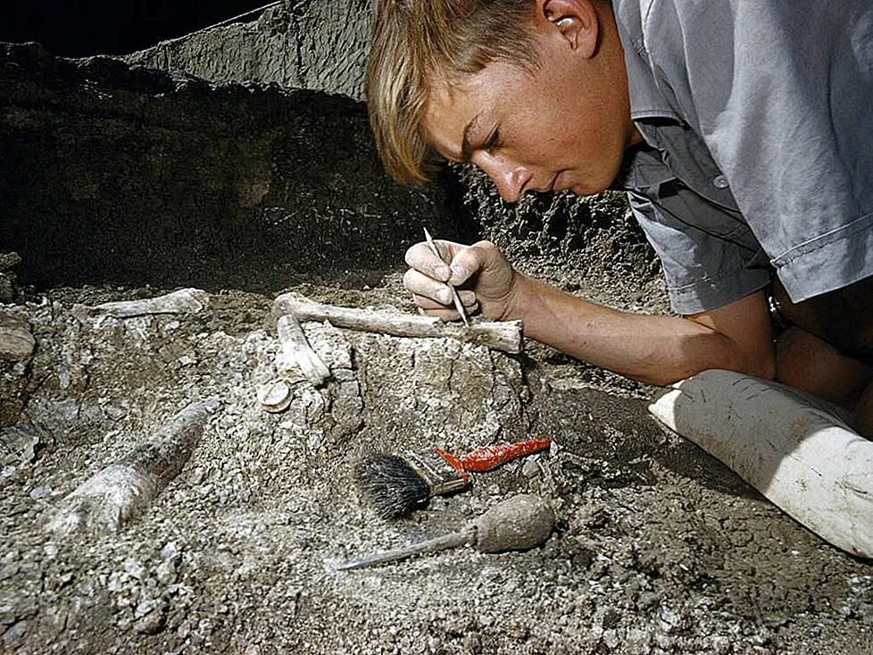 Геолог. Уран. Палеонтолог профессия. Человек изучающий ископаемые. Человек изучающий ископаемые.