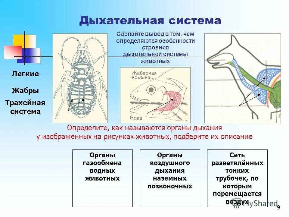 Особенности дыхания зверей