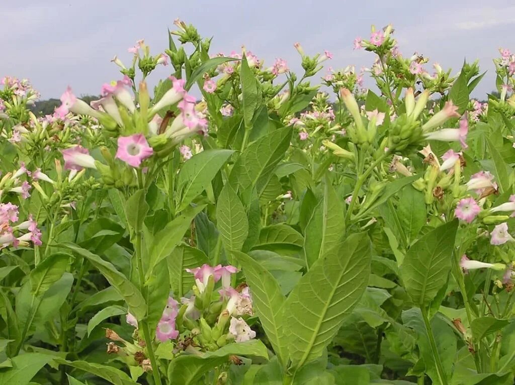 Табак махорка (Nicotiana Rustica l.). Растение Nicotiana tabacum. Табак Лесной (Nicotiana Sylvestris). Махорка цветок.