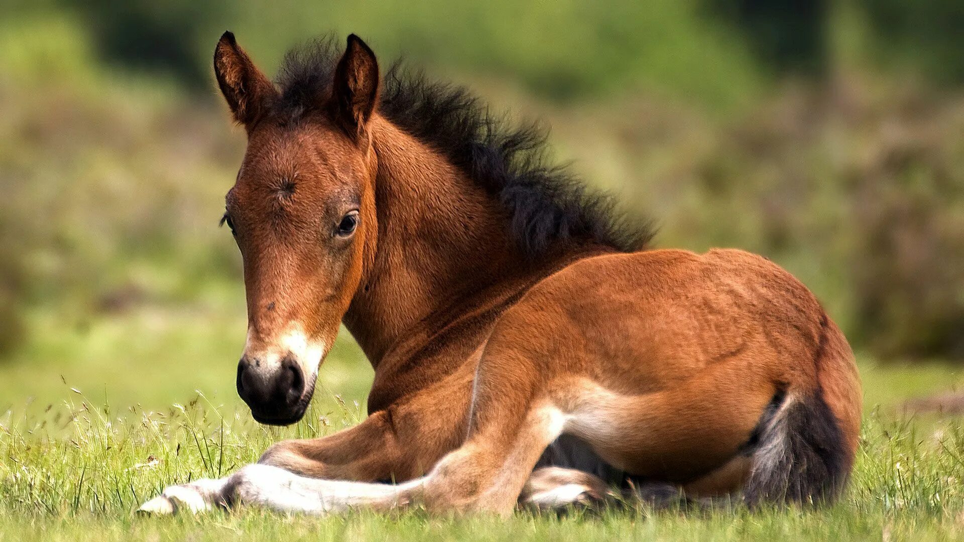 Жеребенок для детей. Годовалый жеребенок с короткой гривой. Годовалый жеребенок с короткой гривой. Жеребенок стригунок. Детеныш лошади.