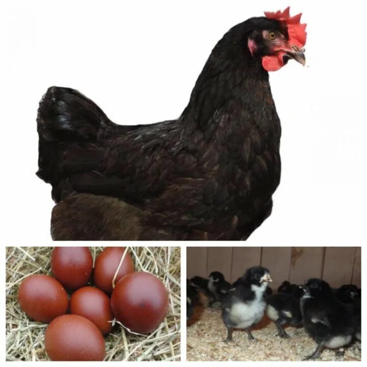 куры несушки леггорн. доминант дс 109. амрокс куры. доминант 107 порода кур. доминанты порода кур.