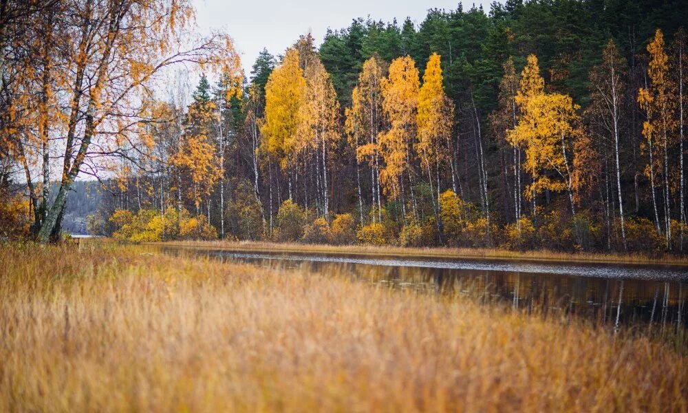 Карелия в конце сентября. Природа карелии осенью. золотая осень в карелии. карелия в сентябре. петрозаводск природа осенью.