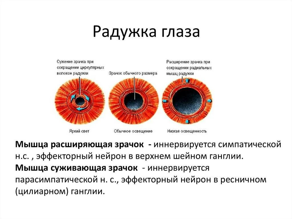 Какой отдел расширяет зрачок. Сужение и расширение зрачка схема. Строение Радужки глазного яблока. Строение глаза радужка оболочка. Сужение зрачка схема.