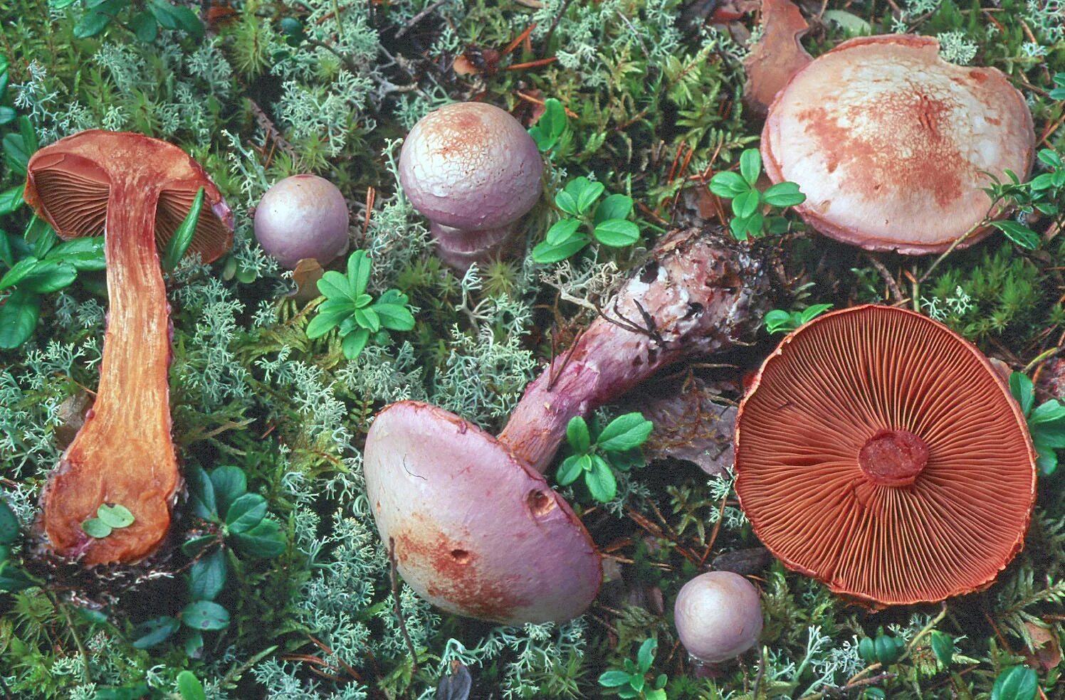 Съедобен ли паутинник. Паутинник слизевой. cortinarius traganus. паутинник киноварно-красный. паутинник карминно-красный.