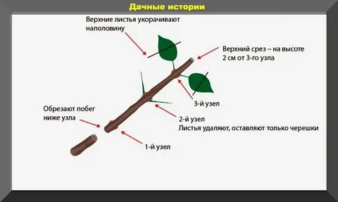 Размножение гортензии метельчатой черенками весной