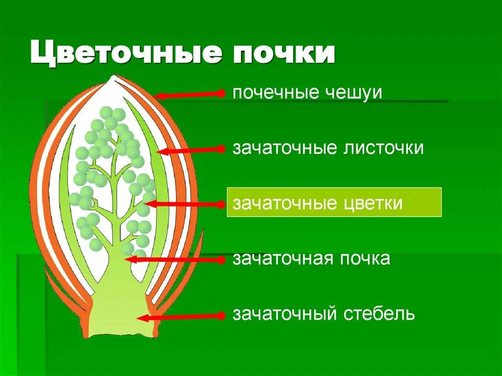 Почему почка побег. Строение почки биология 6. Строение цветочной почки. Строение почки и побега. Строение почки 6 класс биология.