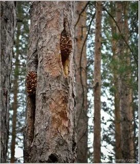Дупло в сосне