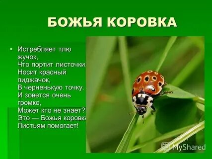 Божья коровка и тля тип взаимоотношений
