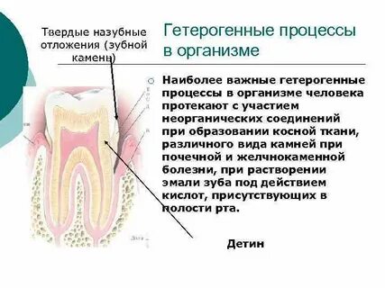 Гетерогенные равновесия в живом организме