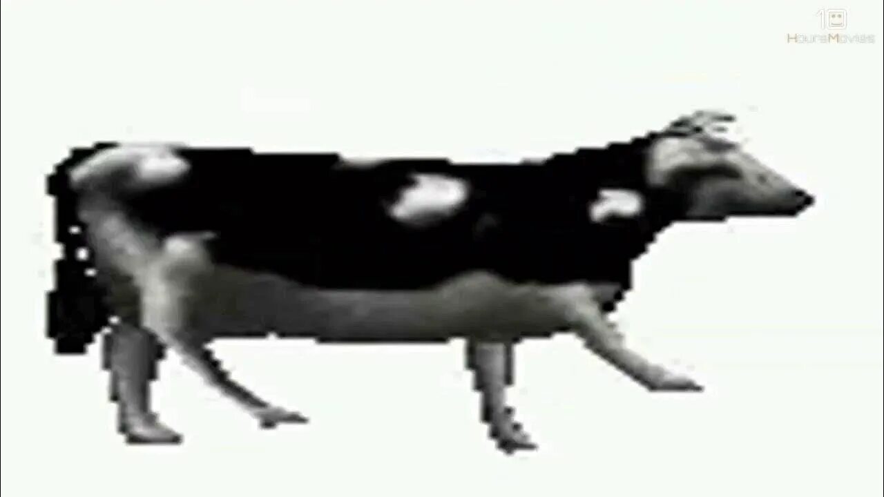Корова танцует gif. Корова танцует под польскую. Корова танцует. Танцующая польская корова. Мем корова танцует.