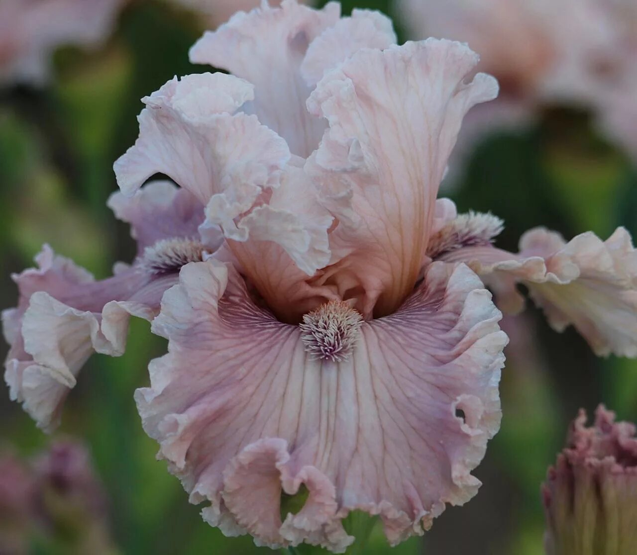 Ирис лу мэджик. Ирис witches sabbath. Ирис майбе мэджик. Ирис magic. Ирис magic by gosh.