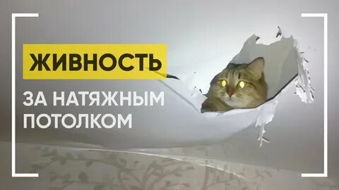 Мыши бегают по потолку что делать
