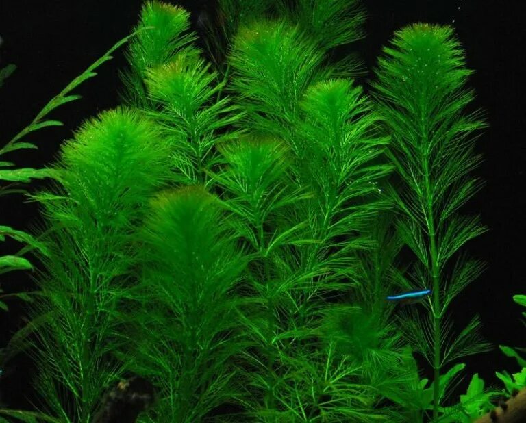 Betta Fish Tank Setup Ideas That Make A Statement! - Spiffy Pet Products Live aq