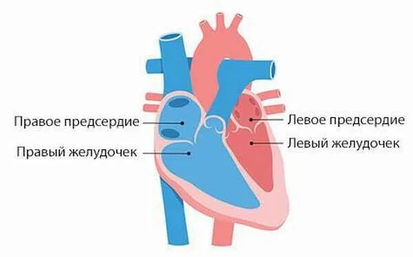 Название камер сердца. Инверсия камер сердца. правосформированное срединно расположеное сердце. правосформированное срединнорасположенное сердце. правосформированное сердце.