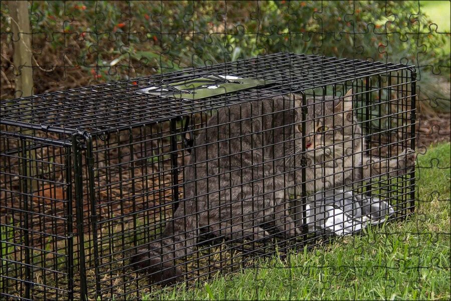 Как поймать кошку которая не дается