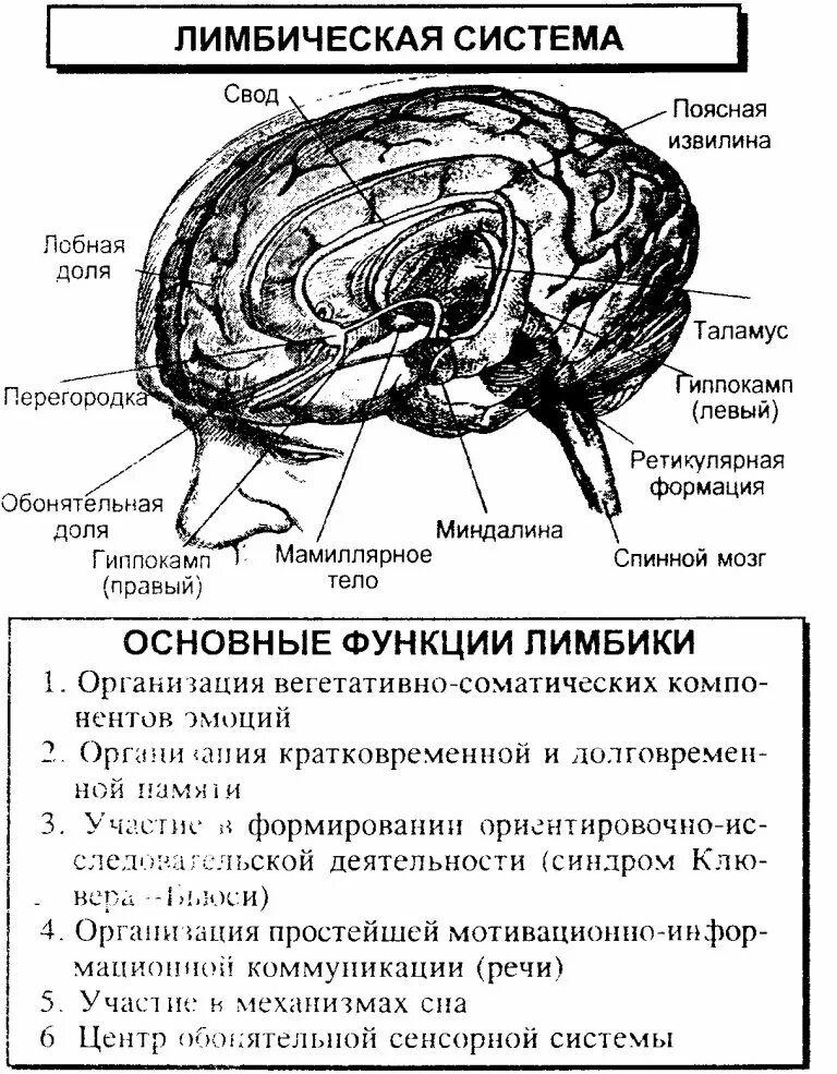 Функции структур лимбической системы. Структуры лимбической системы головного мозга. Лимбическая система мозга отвечает. Лимбическая система головного мозга строение. Кора головного мозга и лимбическая система.