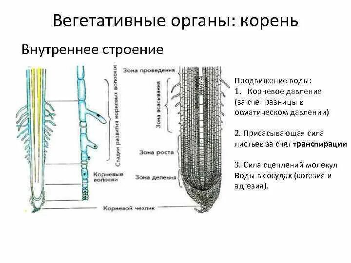 Части органа корня