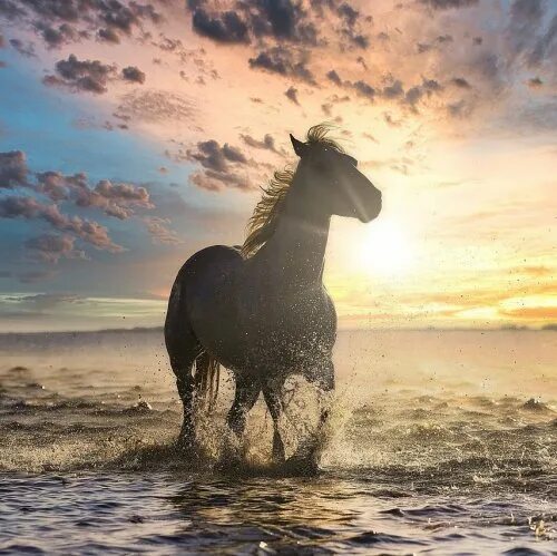 News From The South Horses, Horse breeds, Beautiful horses