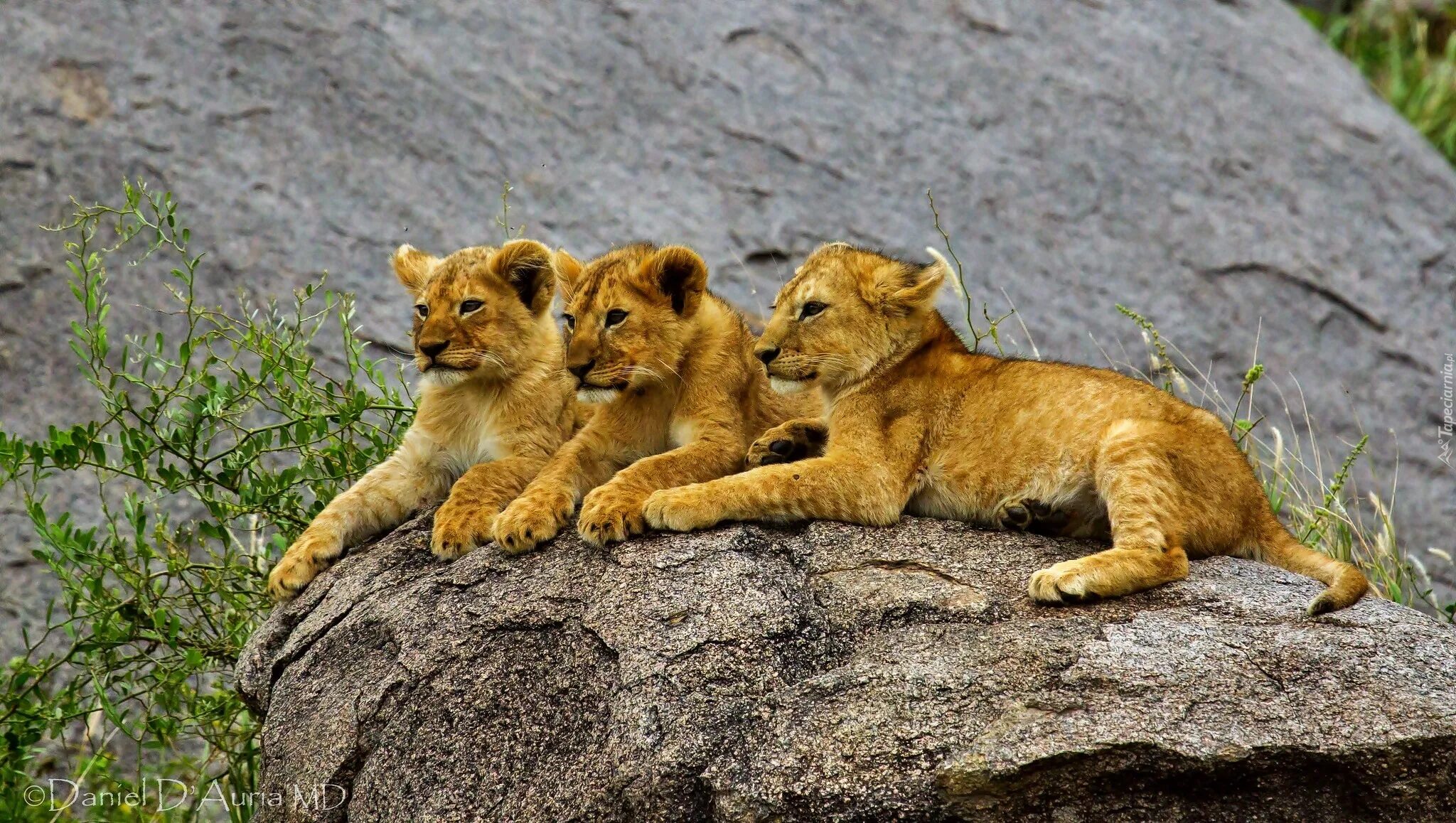 львица с 3 львятами. львы прайд. львица с 3 львятами. лев и 3 львенка. лев и львицы прайд.