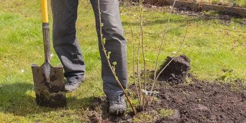 Посадочные работы
