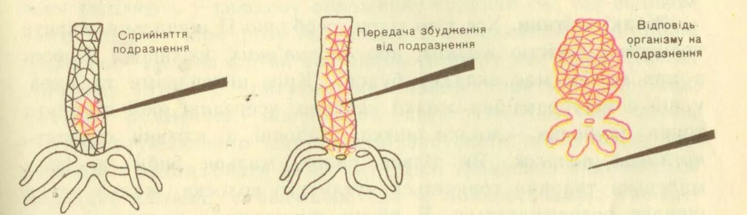 Рефлекс клетки. Рефлекс гидры. Нервная система гидры рефлекс. Раздражимость гидры. Рефлекс гидры на раздражение.