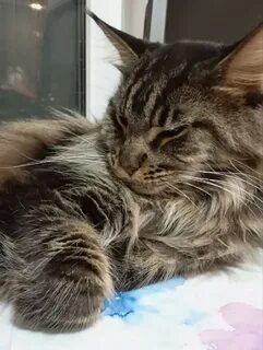 Кошкин сибиряк телеграм