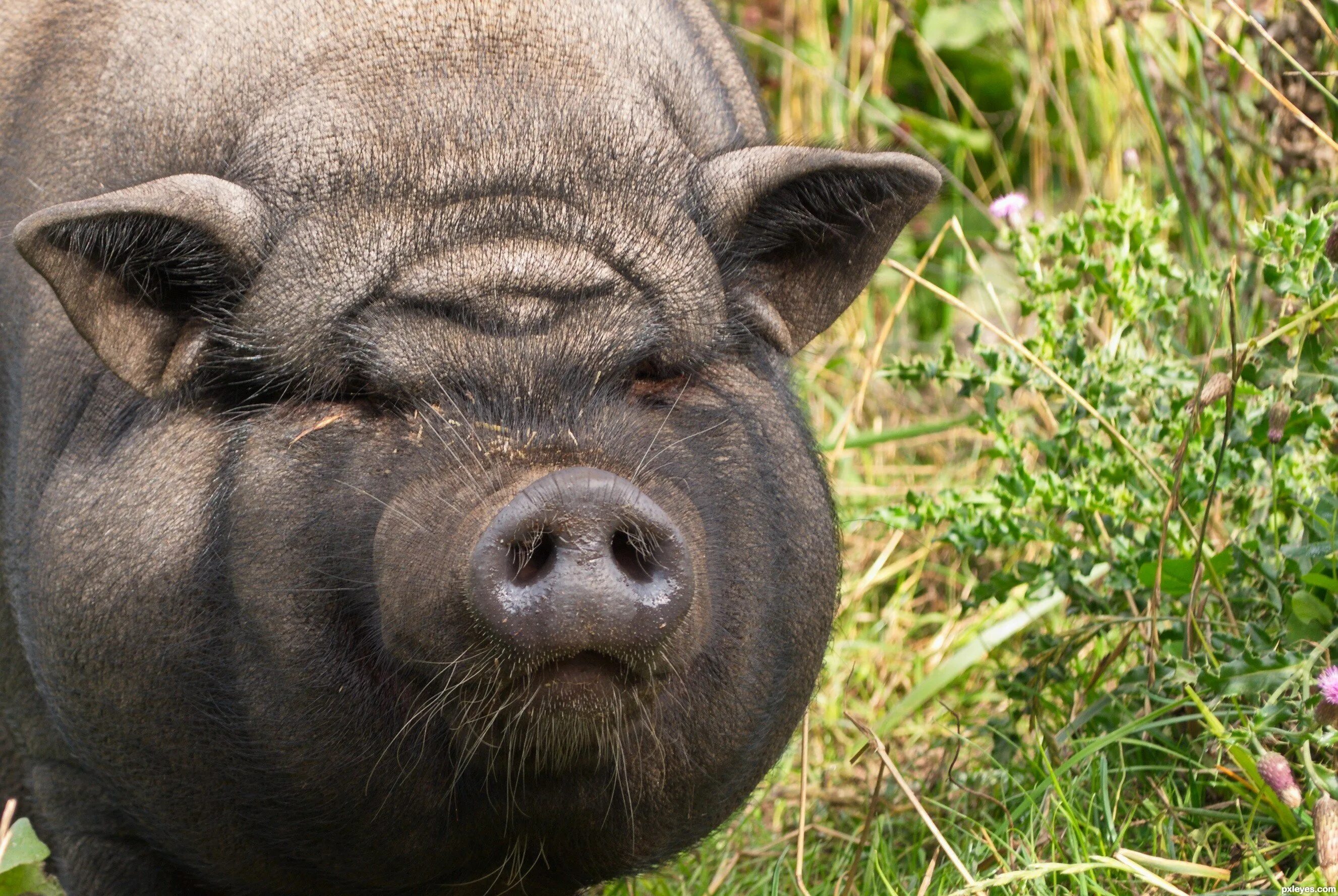 Pig свинья. Вьетнамская вислобрюхая свинья. Кабан боров хряк свинья. Кабан боров хряк Вепрь. Э свинья.