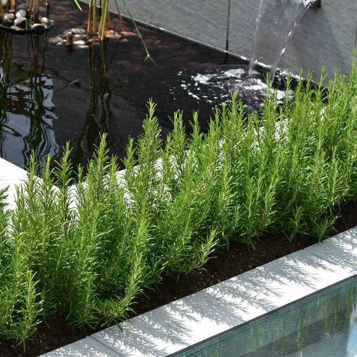 O Guia Essencial do Alecrim: Cuidados, Usos e Benefícios ⋆ Jardim do Mundo Rosem