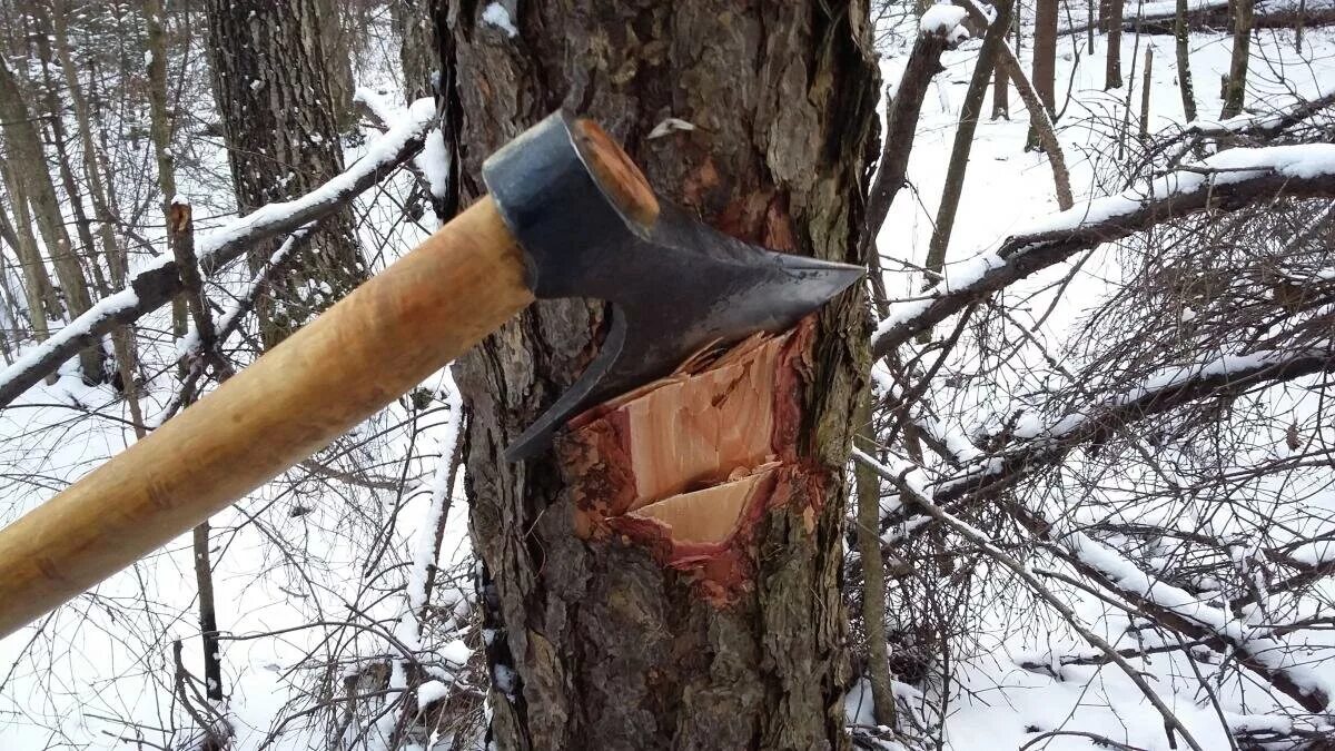 Рубка корень. Рубка леса топором. Дерево срубленное топором.