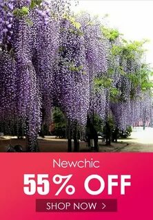 Глициния wisteria