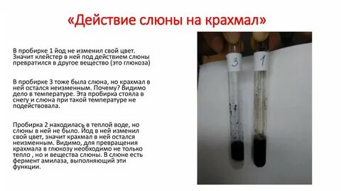 Под действием слюны
