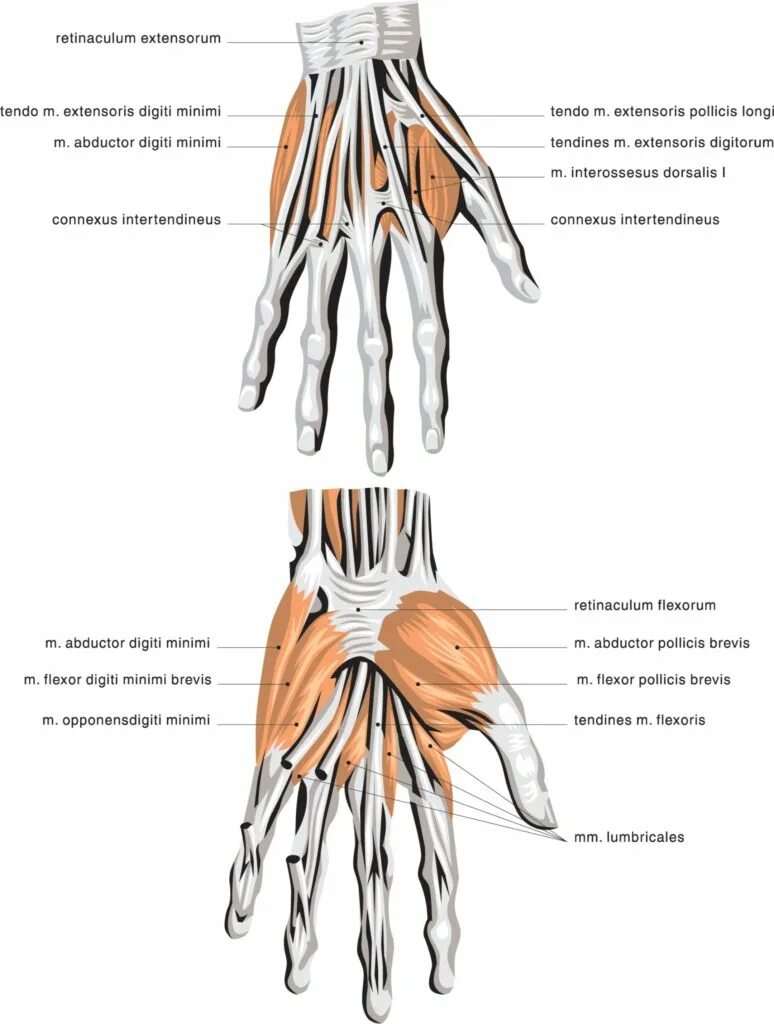 Удерживатель сгибателей кисти. Экстензор кисти. Retinaculum extensorum. Retinaculum extensorum inferius. Pollicis longus мышца.