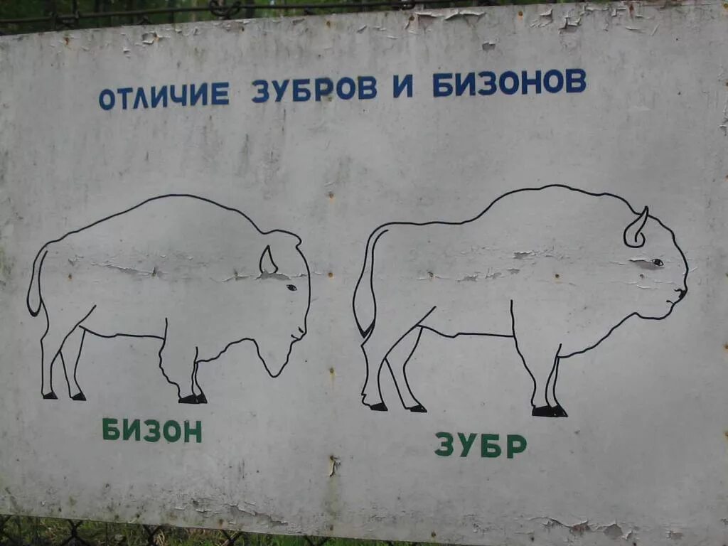 Зубр и бизон. Бизоны зубры буйволы. Отличие зубра от бизона. Бизон буйвол зубр отличия. Зубр и буйвол отличия.