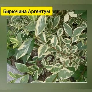 Куст с бело зелеными листьями название