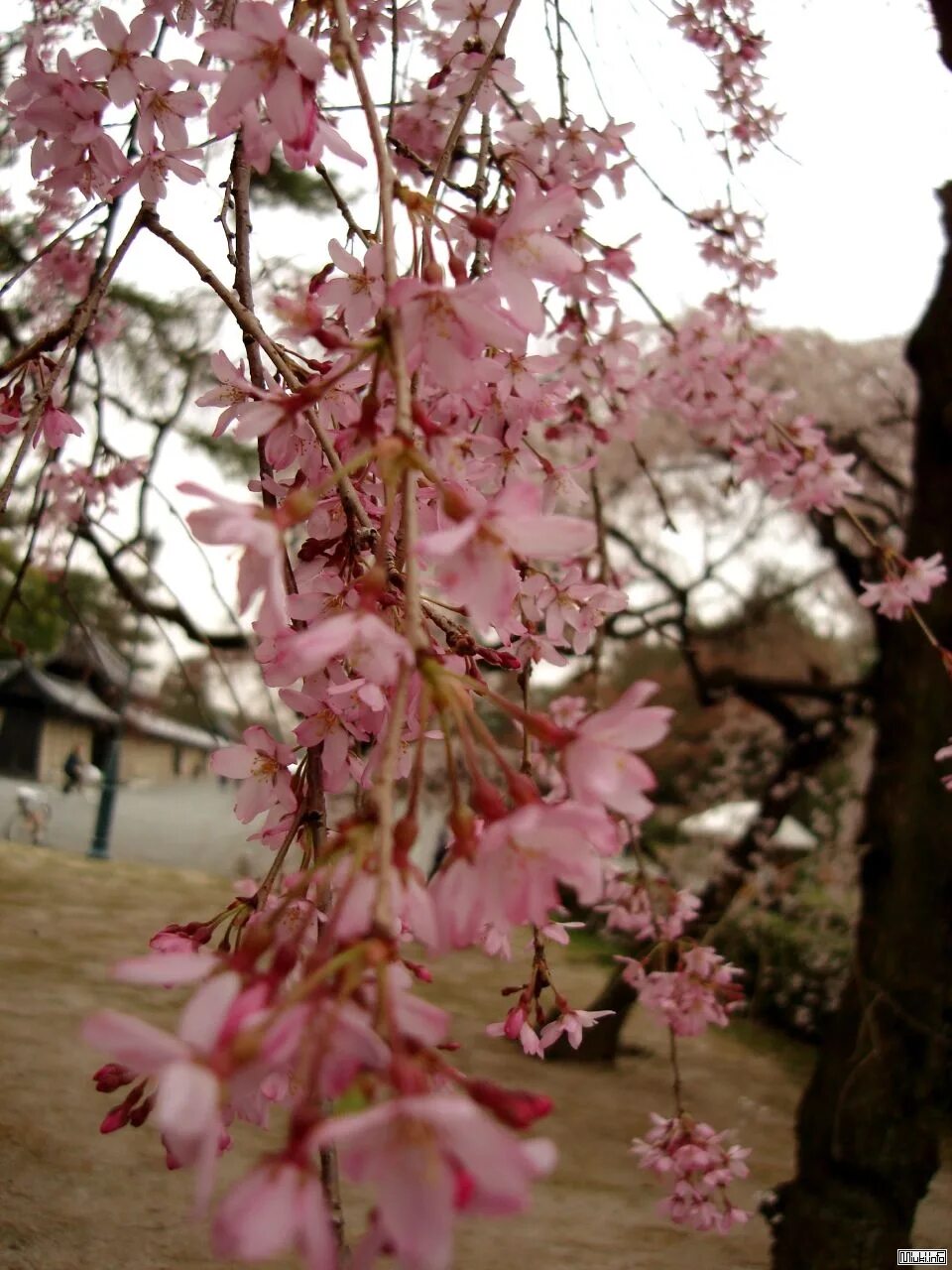 Японская вишня сакура плоды. Плоды сакуры. Японская вишня сакура плоды. Плоды сакуры. Черри блоссом дерево плакучее.