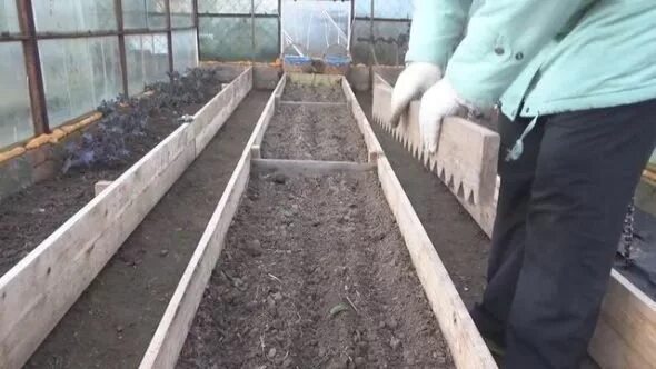 Когда сажать редис в теплицу весной. Посадка редиса в теплице. сажать редиску в теплицу. посадка редиса в теплицу. посадка редиски в теплице ранней весной.