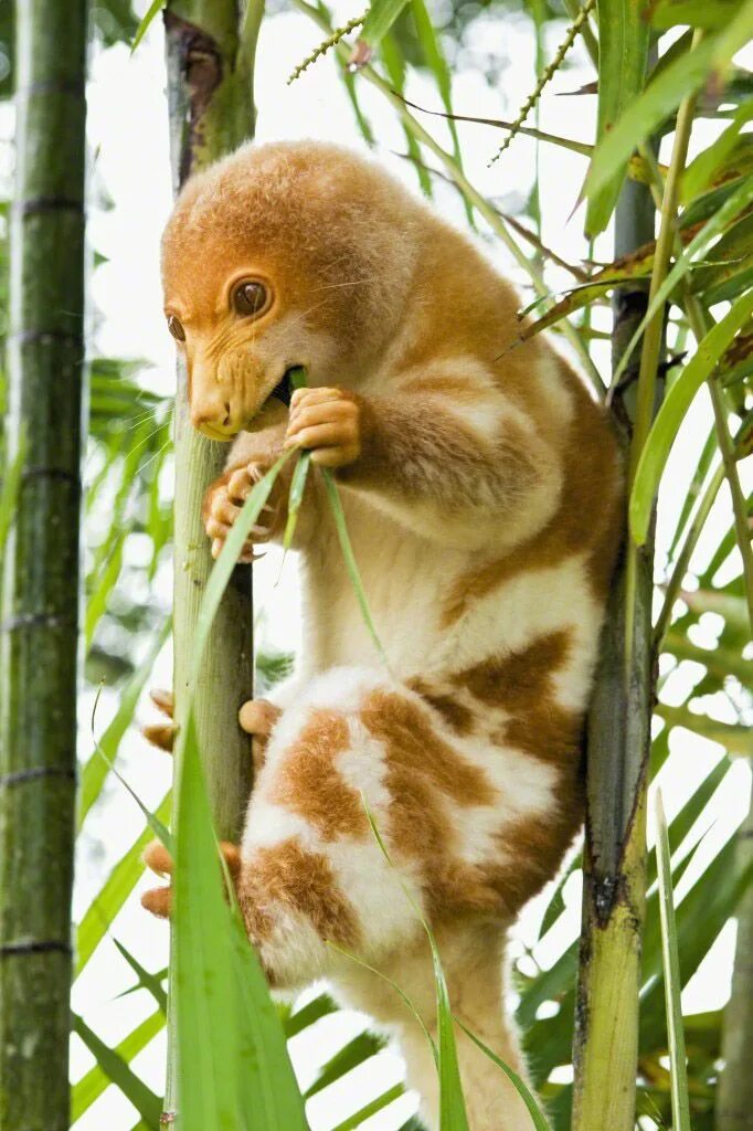 Пятнистый кускус - Путешествуем вместе Rainforest animals, Animals, Animals wild