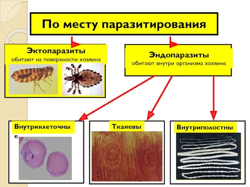 Организмы живущие внутри других. Наружные паразиты эндопаразиты эктопаразиты. Паразитизм это в паразитологии.