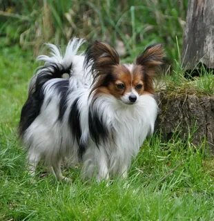 Papillon отзывы