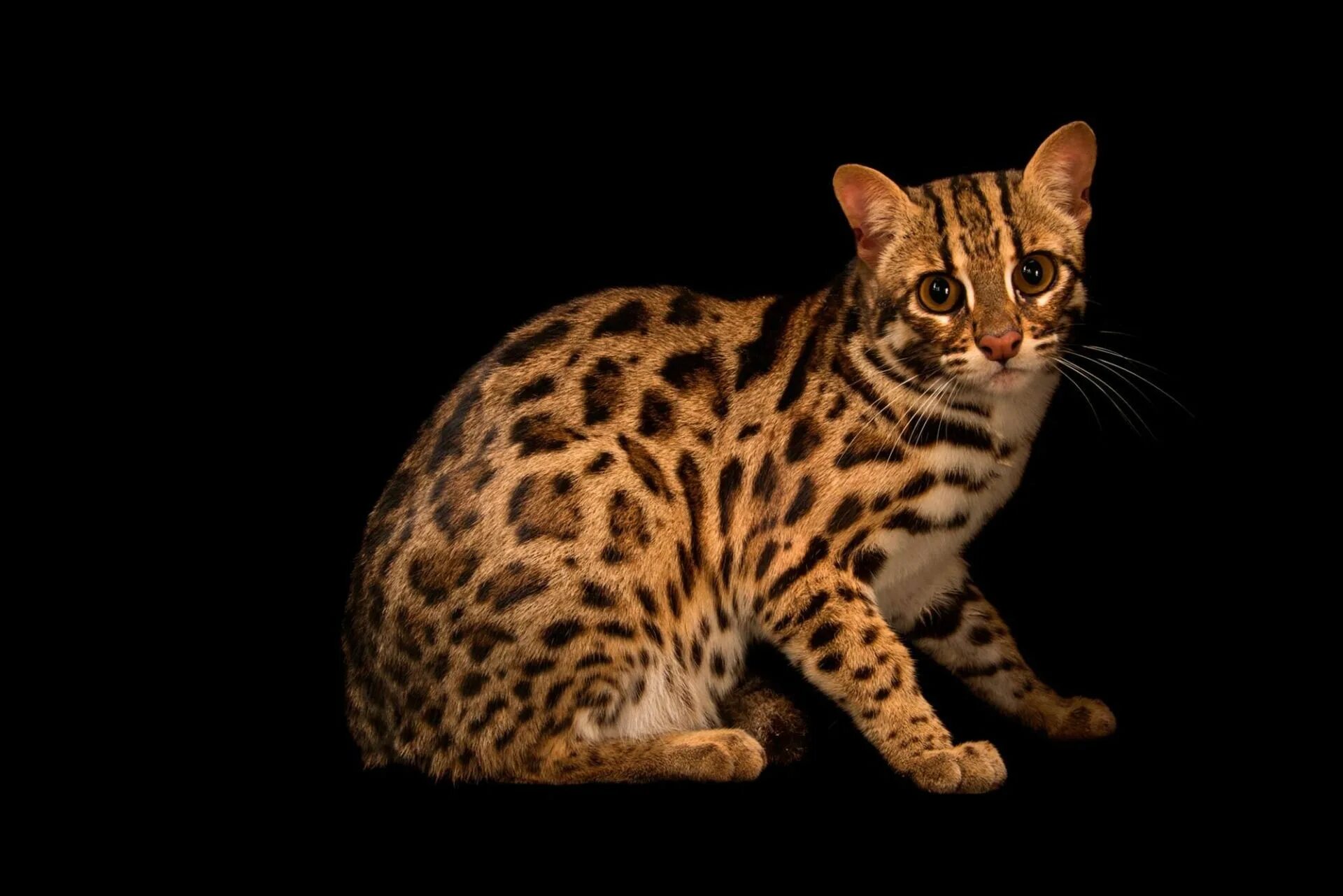 Рассмотрите фотографию пятнистой кошки породы бенгальская. Бенгальская кошка. Леопардовый кот Prionailurus bengalensis. Кошки бенгальской породы. Бенгальская кошка окрас леопард.