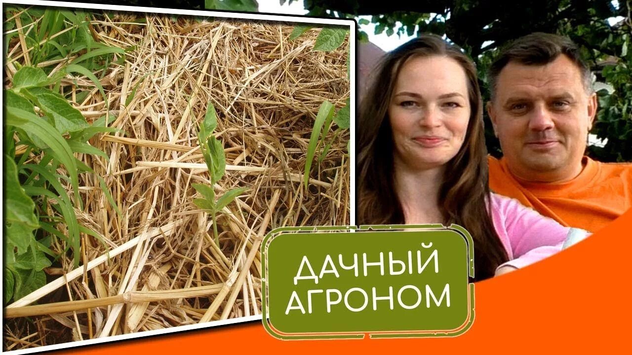 Дачный агроном картофель. Дачный агроном картофель. Дачный агроном грисюк. Дачный агроном видео. Дачный агроном грисюк.