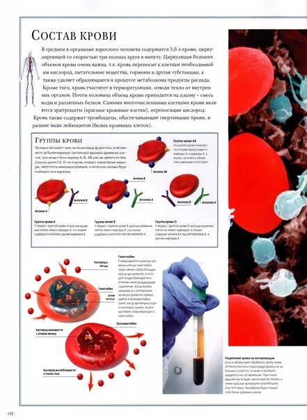 Кровь биология 11 класс. Состав крови. Кровь биология.