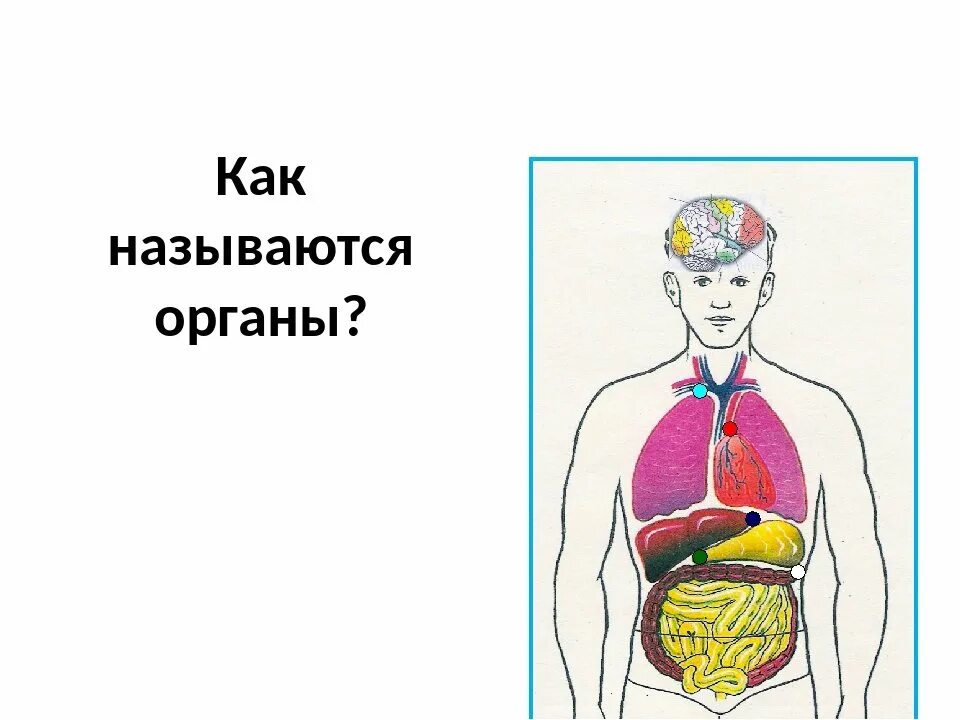 Модель тела человека 2 класс окружающий мир. Модель внутреннее строение тела человека. внутреннее строение человека окружающий мир. внутреннее строение человека 2 класс. внутреннее строение тела человека 2 класс.