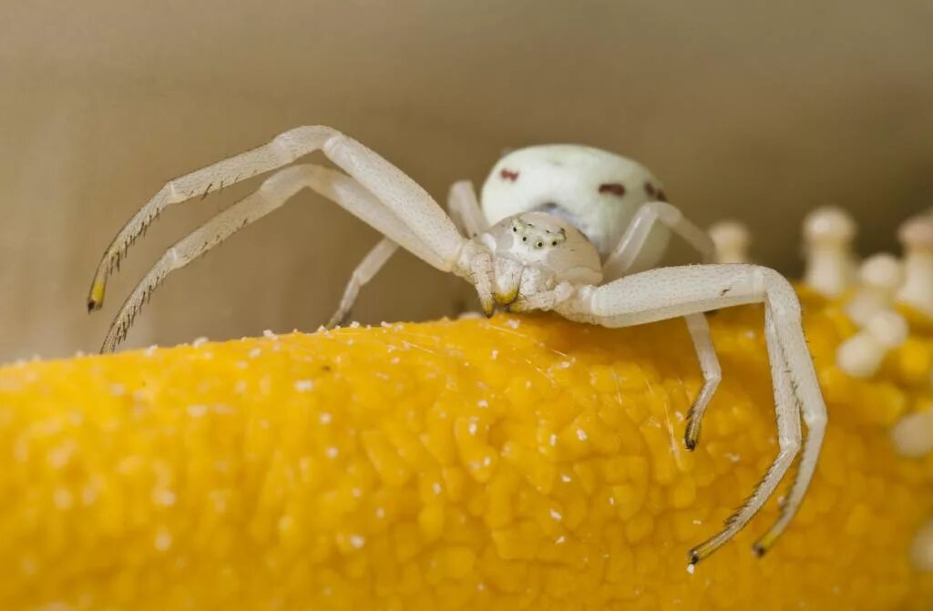 Leucorchestris arenicola. Белый паук к чему увидеть. Белый паук к чему увидеть. Белый паук к чему увидеть. Белый птицеед альбинос.